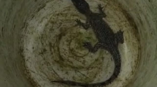 Enam Ekor Buaya Muncul di Permukiman Warga Tanta, Satu Anak Berhasil Diamankan