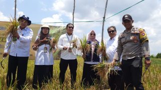 Panen Perdana Varietas Padi Unggul Inpari IR Nutri Zinc, Banjar Menuju Swasembada Pangan