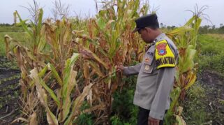 Komitmen Polresta Banjarmasin Dukung Program Ketahanan Pangan Lewat Panen Jagung