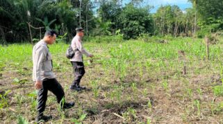 Polsek Awayan Dampingi Petani Jagung Dukung Ketahanan Pangan Nasional