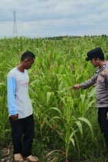 5 Kali Gagal Pestisida, Polresta Banjarmasin dan Petani Kupas Jagung Lawan Ulat