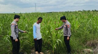 5 Kali Gagal Pestisida, Polresta Banjarmasin dan Petani Kupas Jagung Lawan Ulat