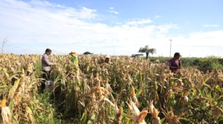 Lahan Rawa Disulap Jadi Kebun Produktif, Polresta Banjarmasin Mulai Panen Jagung